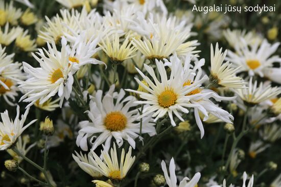 Chrizantema (Chrysanthemum) nr.15